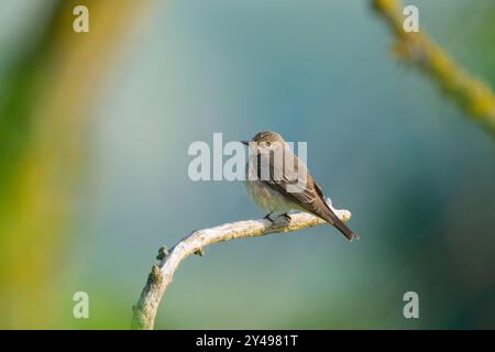 Un Flycatcher avvistato seduto su un albero, la mattina di sole in estate, Austria Foto Stock