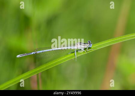 Una damigella blu Platycnemis pennipes che riposa su una foglia, giornata di sole in estate Austria Goldegg Austria Foto Stock