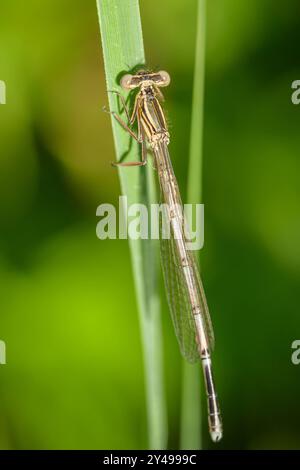 Una damigella blu Platycnemis pennipes che riposa su una foglia, giornata di sole in estate Austria Goldegg Austria Foto Stock
