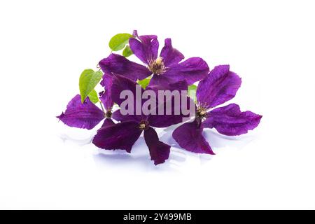 ramo di clematide viola in fiore, isolato su sfondo bianco . Foto Stock