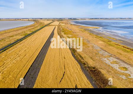 Vista aerea delle linee e dei modelli di mietitrice in un raccolto di grano secco lungo un lago salato sul lago Corangamite nel Victoria meridionale, Australia. Foto Stock