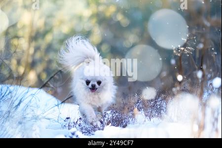 piccolo chihuahua passeggio sulla neve nella natura Foto Stock