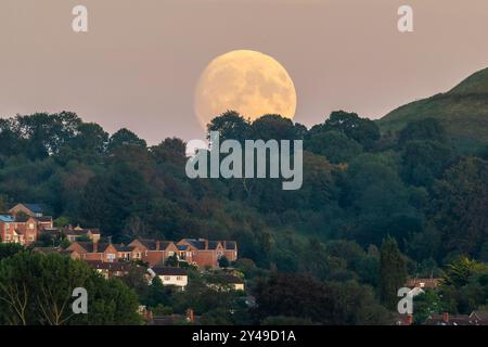 Glastonbury, Somerset, Regno Unito. 16 settembre 2024. Meteo nel Regno Unito. La luna di raccolta quasi piena sorge da dietro gli alberi sopra Glastonbury nel Somerset. Questa luna piena di Harvest è una superluna con un'eclissi lunare parziale la mattina del 18 settembre. Crediti fotografici: Graham Hunt/Alamy Live News Foto Stock