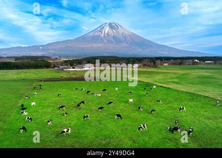 Vista aerea delle mucche che mangiano erba lussureggiante sul campo verde di fronte al monte Fuji, in Giappone. Foto Stock