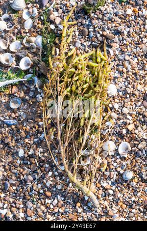 Un rametto di zaffiro, la Salicornia europaea, si è lavato sulla riva del Wash nel Norfolk. Foto Stock