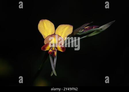 Orchidea d'asino comune (Diuris corymbosa) Foto Stock