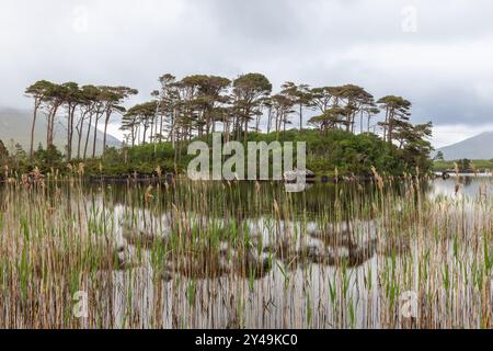 Pine Island a Connemara, Galway, Irlanda, catturata da dietro alte canne. I pini si riflettono nelle calme acque del lago, con una montagna Foto Stock