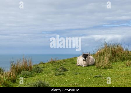 Le pecore scozzesi Blackface riposano su una collina erbosa vicino all'Oceano Atlantico vicino alle scogliere di Slieve League, in Irlanda, sotto un cielo nuvoloso Foto Stock