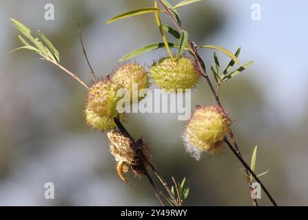 Frutta su una pianta di cotone a palloncino (gomphocarpus physocarpus) Foto Stock