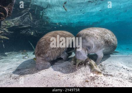 Lamantini delle Indie occidentali in Three Sisters Springs, Crystal River, Florida Foto Stock