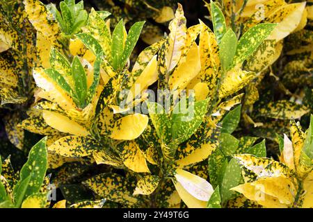 Primo piano astratto di foglie gialle e verdi su una pianta di croton in un giardino tropicale Foto Stock