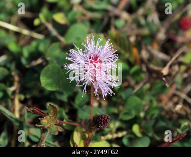 Fiore rosa su una pianta sensibile (Mimosa pudica) Foto Stock