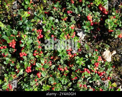 Un cespuglio selvaggio pieno di lingonberries maturi lungo la costa. I colori vivaci dei frutti di bosco rossi scuri e delle foglie verdi creano uno straordinario spettacolo naturale. Foto Stock