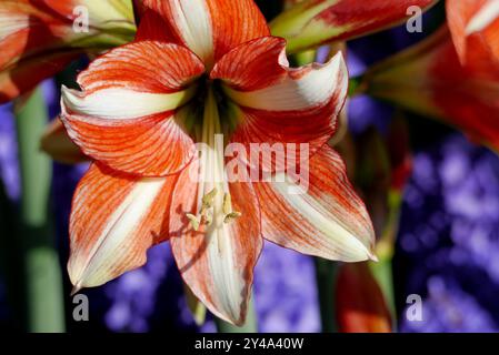 Amaryllis rosso e giallo "Van Gogh" in mostra con giacinti blu ai confini dei Giardini dei tulipani di Keukenhof, Paesi Bassi, UE. Foto Stock