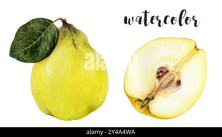 Illustrazione botanica di Quince acquerello dipinto a mano Foto Stock