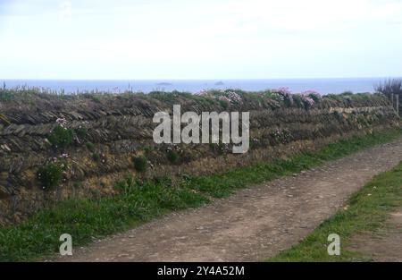 Tradizionale muro di pietra secca a spina di pesce di ardesia cornica fatta a mano "Curzyway" vicino a Constantine Bay sul South West Coastal Path, Cornovaglia, Inghilterra, Regno Unito. Foto Stock