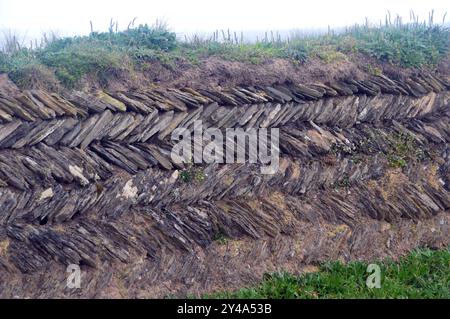 Tradizionale muro di pietra secca a spina di pesce di ardesia cornica fatta a mano "Curzyway" vicino a Constantine Bay sul South West Coastal Path, Cornovaglia, Inghilterra, Regno Unito. Foto Stock