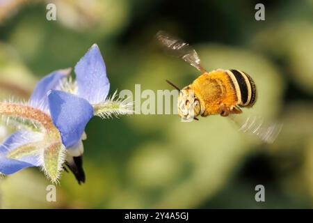 Four - Striped Digger Bee in visita alla fioritura di borage Foto Stock