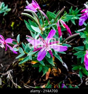 Primo piano del Chamerion latifolium preso vicino al vulcano Askja in Islanda Foto Stock