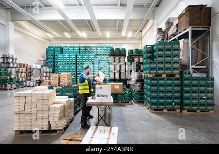 PRODUZIONE - 17 settembre 2024, Baviera, Monaco di Baviera: Un dipendente di Giesinger Bräu confeziona casse di diversi tipi di birra nel magazzino del birrificio. Per decenni, c'erano solo sei birrifici originali di Monaco, ma Giesinger Bräu si è recentemente Unito a loro come settima birra - e ora vuole andare al Wiesn. Foto: Lukas Barth/dpa Foto Stock