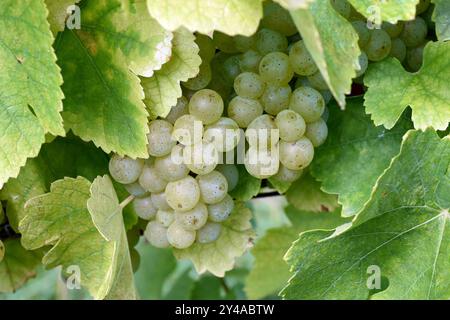 Mueller-Thurgau, Vitis vinifera, ist ein Wein der hauptsaechlich in Deutschland angebaut wird. Mueller-Thurgau, vino bianco, Vitis, vinifera, è un vino Foto Stock