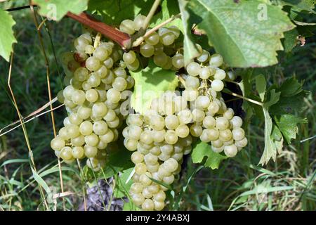 Mueller-Thurgau, Vitis vinifera, ist ein Wein der hauptsaechlich in Deutschland angebaut wird. Mueller-Thurgau, vino bianco, Vitis, vinifera, è un vino Foto Stock