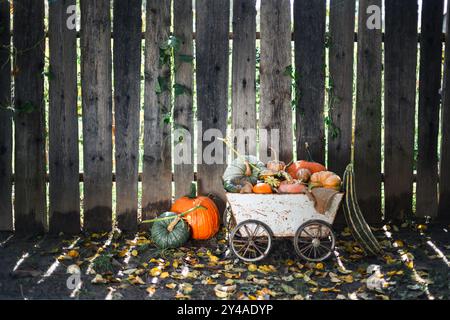 Un mucchio di diversi tipi di zucche su un vecchio carrello di metallo contro una recinzione di legno. Concetto di Ringraziamento o Halloween. Vacanze autunnali e autunnali Foto Stock