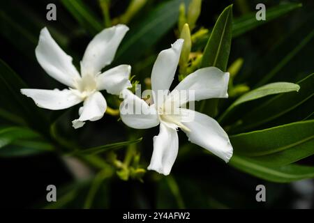 Il giardino tossici pianta Nerium oleander apocynaceae Foto Stock