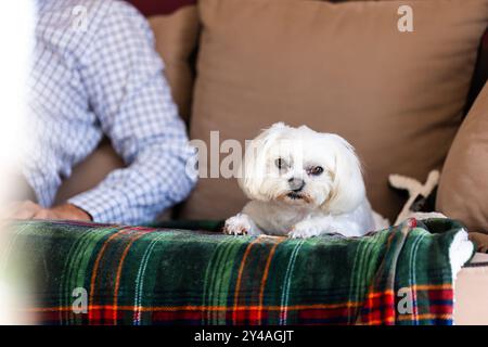 Ritratto di un piccolo cane bianco di razza mista boomer seduto accanto al suo padrone su un divano su una coperta a quadri al chiuso. Foto Stock