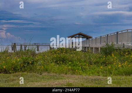 Fort Desoto Park Gulf Fishing Pier St. Petersburg, Florida, USA, tramonto settembre 2024. Le colorate margherite gialle fotogra Foto Stock