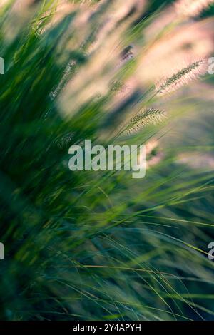 Primo piano su pennisetum alopecuroides in fiore. Fiori piccoli, delicati e soffici. Lame verdi di erba e fogliame sullo sfondo. Bellezza della natura. Foto Stock