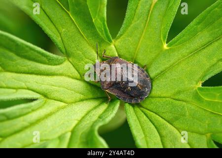 Cimice dello scudo delle tartarughe (Eurygaster testudinaria) al centro della foglia verde palmatamente lobata Foto Stock