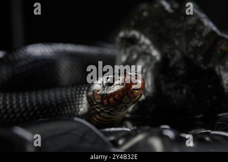 due serpenti su sfondo nero. Pitone tappeto. Animale nello studio Foto Stock