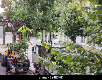 Gli alberi di tiglio sono potati a Malmkoping, Svezia Foto Stock