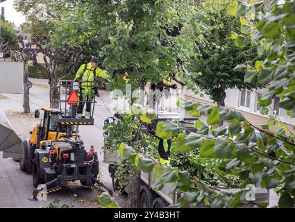 Gli alberi di tiglio sono potati a Malmkoping, Svezia Foto Stock