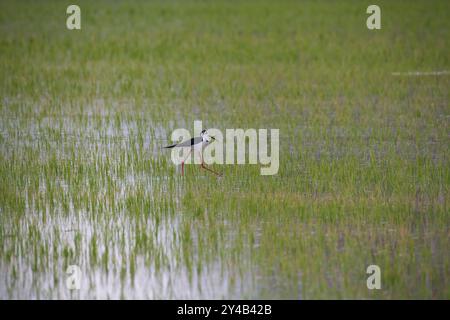 Trampolino alato nero che attraversa una risaia in Camargue, Provenza, Bouches-du-Rhône, nel sud della Francia, flora e fauna selvatiche e ecosistemi delle zone umide coltivate Foto Stock