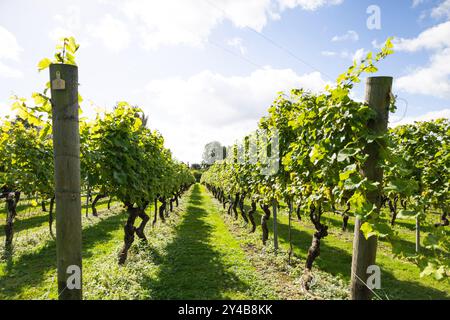 Vigneto Kent al sole, settembre 2024 Foto Stock