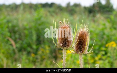 I cardo secchi selvatici fioriscono in estate, i prati del cardo di latte fioriscono, Silybum marianum Foto Stock