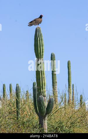 Messico, avvoltoio in cima a un cactus nel deserto di la Paz/Baja California Foto Stock