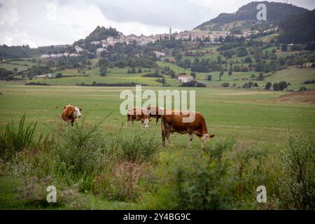 Mandria di mucche che pascolano sullo sfondo della verde natura montana e del paese, Pescocostanzo, Abruzzo, Italia Foto Stock