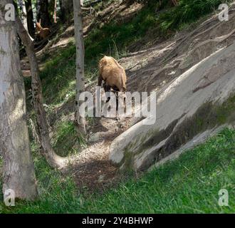 Camosci alpini (Rupicapra rupicapra. Famiglia: Bovidae). Foto Stock