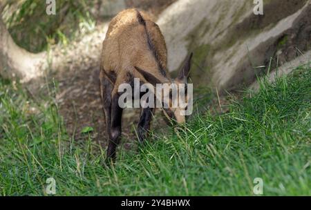 Camosci alpini (Rupicapra rupicapra. Famiglia: Bovidae). Foto Stock