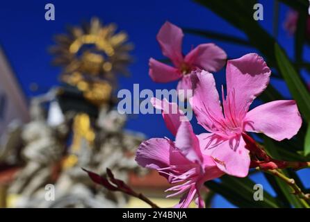 Primo piano di Pink Nerium oleander a Gyor, Ungheria Foto Stock