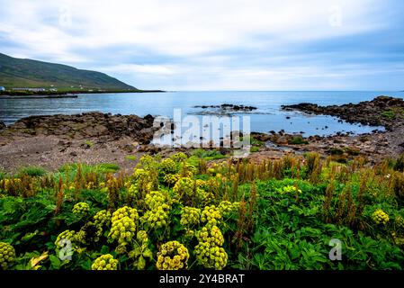 Fiordo islandese tra le montagne coperte dall'oceano a Borgarfjordur Eystri nell'Islanda orientale Foto Stock