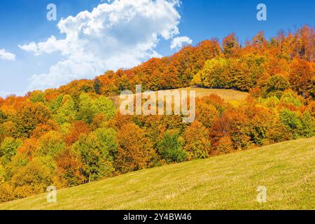 paesaggio autunnale in montagna. alberi con fogliame colorato sulla collina erbosa. pomeriggio di sole nella stagione autunnale. splendida campagna di transcarpathia, Foto Stock