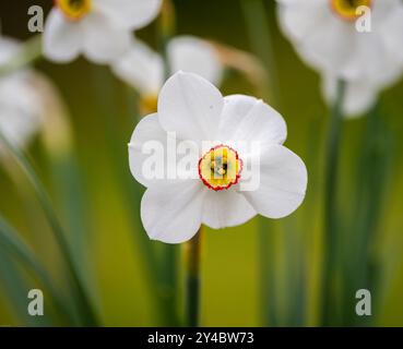 Elegante fiore di narciso bianco con un delicato centro dai bordi rossi Foto Stock