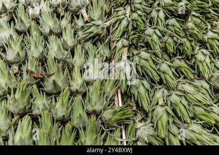 Giovani carciofi al mercato Ballaro di Palermo, Sicilia Foto Stock