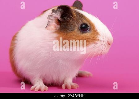 Un unico porcellino d’India, porcellino di Guinea, Ritratto (Caviidae), roditori, studio Foto Stock