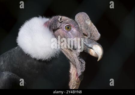 Condor andino (Vultur gryphus), ritratto, Germania, Europa Foto Stock