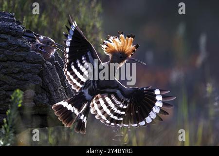 Hoopoe (Upupa epops) uccello dell'anno 2022, cofano rialzato in controluce, tramonto, ora d'oro, retroilluminazione, volo, ali che si diffondono, si riproducono, affamati Foto Stock